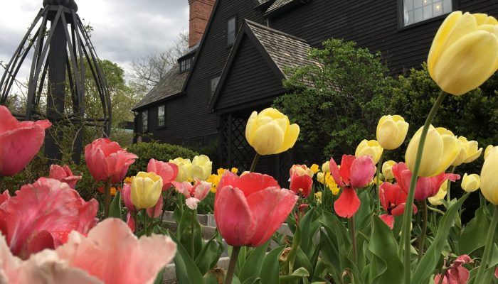 Tulips at The Gables Gardens