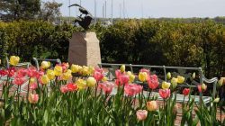 Tulips in The Gables seaside garden with view of the ducks statue by Beverly Benson Seamans