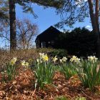 Daffodils in a garden by the harbor